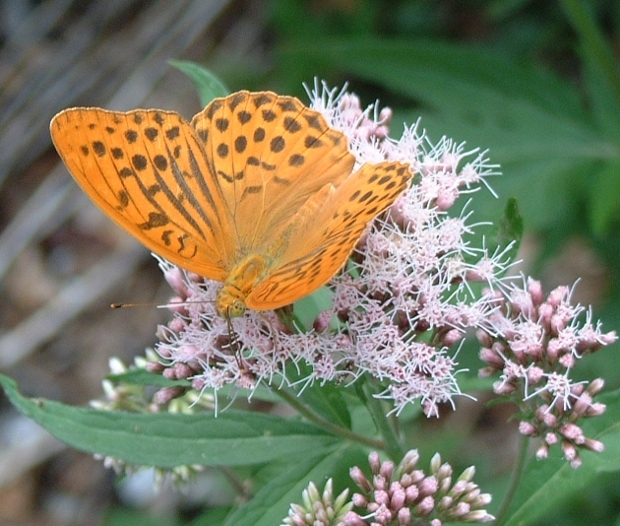 Argynnis paphia (Lepidoptera, Nymphalidae)